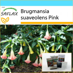 SAFLAX - Kingikomplekt - Inglitrompet Roosa - 10 seemet - Kinkekarbi, kaardi, etiketi ja potisubstraadiga - Brugmansia suaveolens Pink