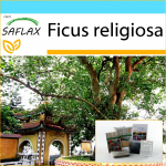 SAFLAX - Kingikomplekt - Peepul Tree / P&uuml;ha viigipuu - 100 seemet - Koos kinkekarbi, kaardi, etiketi ja potisubstraadiga - Ficus religiosa