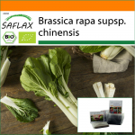 SAFLAX - Aed kotis - Mahe - Hiina sinepikapsas - Pak Choi - 300 seemet - Substraadiga sobivas p&uuml;stises kotis - Brassica rapa