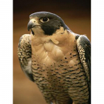 Eagle DIY 5D Teemantmaal T&auml;is&uuml;mmargune puurlind Teemanttikandid Ristpistes mosaiikkomplektid Seinakunst Kodukaunistus Full Round 20x30CM