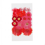 Kuivad lilled Kaunistused DIY meisterdamiskaart K&auml;sitsi valmistatud ehted Vaigust k&auml;sit&ouml;&ouml; Scrapbooking kunst Red 19Pcs