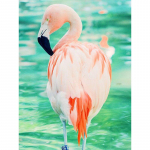5d isetehtud teemantmaal Flamingo ristpistega t&auml;isringikujuline teemanttikandid maastikukivid 20X30CM