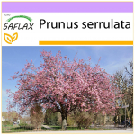 SAFLAX - Wild Black Cherry - 30 seemet - Prunus serrulata
