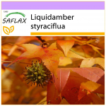 SAFLAX &ndash; American Sweet Gum &ndash; 100 seemet &ndash; Liquidamber styraciflua