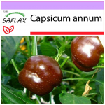SAFLAX - pipar - magus &scaron;okolaad x - 10 seemet - Capsicum annum