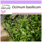 SAFLAX &ndash; Tai basiilik &ndash; 200 seemet &ndash; Ocimum basilicum