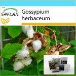 SAFLAX &ndash; kinkekomplekt &ndash; Levant Cotton &ndash; 12 seemet &ndash; Koos kinkekarbi, kaardi, etiketi ja potisubstraadiga &ndash; Gossypium herbaceum