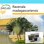 SAFLAX - Kingikomplekt - Traveller's Tree - 8 seemet - Koos kinkekarbi, kaardi, etiketi ja potisubstraadiga - Ravenala madagascariensis