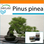 SAFLAX - Aed kotis - Bonsai - Kivim&auml;nd - 6 seemet - Substraadiga sobivas p&uuml;stijas kotis - Pinus pinea