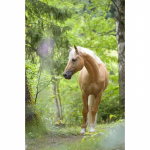 Hobune DIY 5D Teemantmaal t&auml;isring puur Loom Teemanttikandid Ristpistes Mosaiik Komplektid Vaigust seina kunst Kodukaunistus Full Round 20x30CM