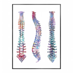 Inimese anatoomia plakat Skelett Luud L&otilde;uendmaalid Seinakunst Meditsiinikabinetti Kliinik HD-fotod F&uuml;sioteraapia ruumi sisustus raamita 50x70cm No Framed