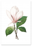 Plakat kwiat magnolia retro vintage 21x29,7 cm A4