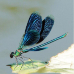 Teemantmosaiik isetehtud teemantmaaling Dragonfly kodukaunistus seinakleebis Teemanttikandid 20X30CM