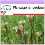 SAFLAX &ndash; Inglise jahubanaan &ndash; 100 seemet &ndash; Plantago lanceolata