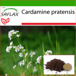 SAFLAX - Kukelill - 100 seemet - Potisubstraadiga paremaks kasvatamiseks - Cardamine pratensis