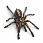 3D-autokleebis Loomad P&otilde;rkerauad &Auml;mblik Gecko Scorpions Autostiiliga Abarth Vin&uuml;&uuml;lkleebised Kleebised Autod Spider king