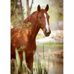 DIY Horse 5D Teemantmaal T&auml;isring puur Loom Teemanttikandid Ristpistes Mosaiik Komplektid Vaigust seina kunst Kodukaunistus Full Round 60x90CM