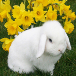 Teemantmaal Tikand Kollane Lill Valge K&uuml;&uuml;liku Ristpistes T&auml;is&uuml;mmargune kivikivist kodukaunistus 30x30CM