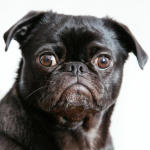 Teemantmaaling Loom 5D Teemanttikandid Armas Mops Koer Kodukaunistus Pilt Mosaiik 30X30CM