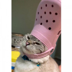 K&otilde;ik teemant 5D DIY Teemantmaal  sussi kass  Teemanttikandid Kingitus Risttikandid Mosaiik Elu Full Square (20X30CM)