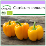 SAFLAX &ndash; Orgaaniline &ndash; Paprika &ndash; Golden California Wonder &ndash; 20 seemet &ndash; Capsicum annuum