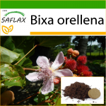 SAFLAX - Huulepulgapuu - 20 seemet - Potisubstraadiga paremaks kasvatamiseks - Bixa orellena