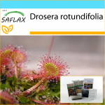 SAFLAX &ndash; kinkekomplekt &ndash; &Uuml;maraleheline p&auml;ikesekaste &ndash; 50 seemet &ndash; Koos kinkekarbi, kaardi, etiketi ja potisubstraadiga &ndash; Drosera rotundifolia