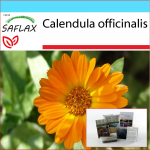 SAFLAX - Kingikomplekt - Pott Marygold - 50 seemet - Koos kinkekarbi, kaardi, etiketi ja potisubstraadiga - Calendula officinalis
