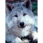 5D hundi loomamuster t&auml;isteemantmaaling &uuml;mmargune puurvaiguga joonistamine DIY tikandid ristpistes komplektid kodukaunistus seinakunst Full Round 20x30CM