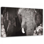 Must-valge l&otilde;uenditr&uuml;kk Elephan Africa 60x40 valge/must