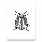 Putukate illustratsioon Mustvalge seinakunst, l&otilde;uend, maalimine, k&auml;sitsi joonistatud vead Putukate plakatid ja v&auml;ljatr&uuml;kid Seinapildid Kodukaunistus Ilma raamita 21*30cm