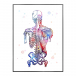 Inimese anatoomia plakat Skelett Luud L&otilde;uendmaalid Seinakunst Meditsiinikabinetti Kliinik HD-fotod F&uuml;sioteraapia ruumi sisustus raamita 50x70cm No Framed