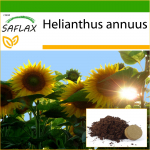 SAFLAX - P&auml;evalill Titan - 20 seemet - Potisubstraadiga paremaks kasvatamiseks - Helianthus annuus