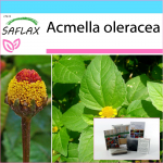 SAFLAX &ndash; Kingikomplekt &ndash; Parakress &ndash; 500 seemet &ndash; Koos kinkekarbi, kaardi, etiketi ja potisubstraadiga &ndash; Acmella oleracea