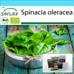 SAFLAX &ndash; kinkekomplekt &ndash; Orgaaniline &ndash; Spinat &ndash; Hiiglaslik talv &ndash; 250 seemet &ndash; Koos kinkekarbi, kaardi, etiketi ja potisubstraadiga &ndash; Spinacia oleracea