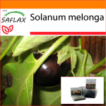 SAFLAX - Aed kotis - Baklažaan - 20 seemet - Substraadiga sobivas p&uuml;stijas kotis - Solanum melonga