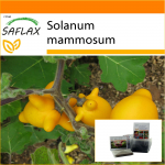 SAFLAX - Aed kotis - Love Apple / Nipplefruit - 10 seemet - Substraadiga sobivas p&uuml;stises kotis - Solanum mammosum