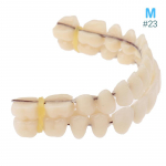 28tk Hambavaik Valehammaste mudel Hambaproteesid Hambamaterjal Hammaste &otilde;petamise mudel 11cm