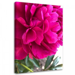 L&otilde;uendiprint Pojeng Pink Flower Nature 40x60 roosa