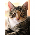 DIY 5D teemantmaal T&auml;is&uuml;mmargune puur Rhinestone Cat Teemanttikandid Loomad Ristpistes Kit Seinakunst Kingitus Kodukaunistus Full Round 20x30CM