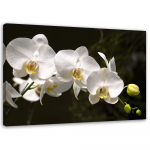 L&otilde;uenditr&uuml;kk Orchid Flower White 60x40 must/valge