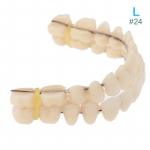 28tk Hambavaik Valehammaste mudel Hambaproteesid Hambamaterjal Hammaste &otilde;petamise mudel 11.5cm
