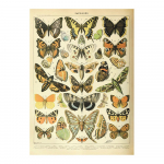 K&ouml;&ouml;giviljad, puuviljad, seened, loomad, retroplakat Botaaniline pilt, teadusprindid l&otilde;uendile. Kodubaar Kohviku sisekujundus Kunst seinamaaling 20x30cm