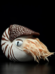 Armas armastusv&auml;&auml;rne 20x18x9CM Nautilus pl&uuml;&uuml;slelu Kambriline nautilus Nautiloidea mudel Merielu t&auml;idisloomad pehmed nukud kingitus 20x18x9CM
