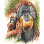 T&auml;ielik 5D-teemantmaaling multifilm Loom Orangutan Tikand Ristpistes Kodukaunistus K&auml;sitsi valmistatud 25x30cm