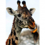 5D DIY Teemantmaal Kaelkirjak Ristpistes T&auml;iskandiline/&Uuml;mmargune puur Loomad Teemanttikandid Mosaiik J&otilde;ulu kodukaunistus Full Round 20X30CM punane