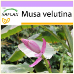 SAFLAX - Pink Velvet Banana - 8 seemet - Musa velutina