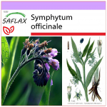 SAFLAX - Comfrey - 15 seemet - Symphytum officinale