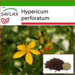 SAFLAX &ndash; St. Naistepuna - 300 seemet - Potisubstraadiga paremaks kasvatamiseks - Hypericum perforatum