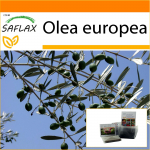 SAFLAX - Aed kotis - Harilik oliiv - 20 seemet - Substraadiga sobivas p&uuml;stijas kotis - Olea europea
